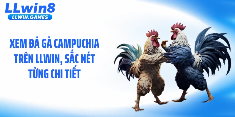 Đá Gà Campuchia Gây Sốt Với Nhịp Độ Trận Đấu Kịch Tính Xem đá gà Campuchia trên LLWIN, sắc nét từng chi tiết